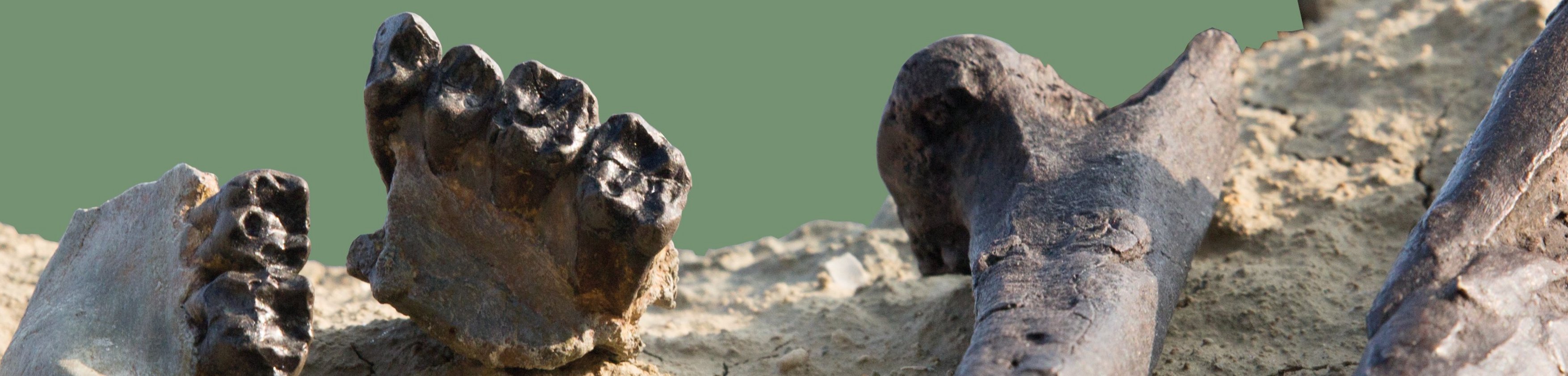 Teilweise aus dem Sediment herausgearbeitete Knochen vor grünem Hintergrund