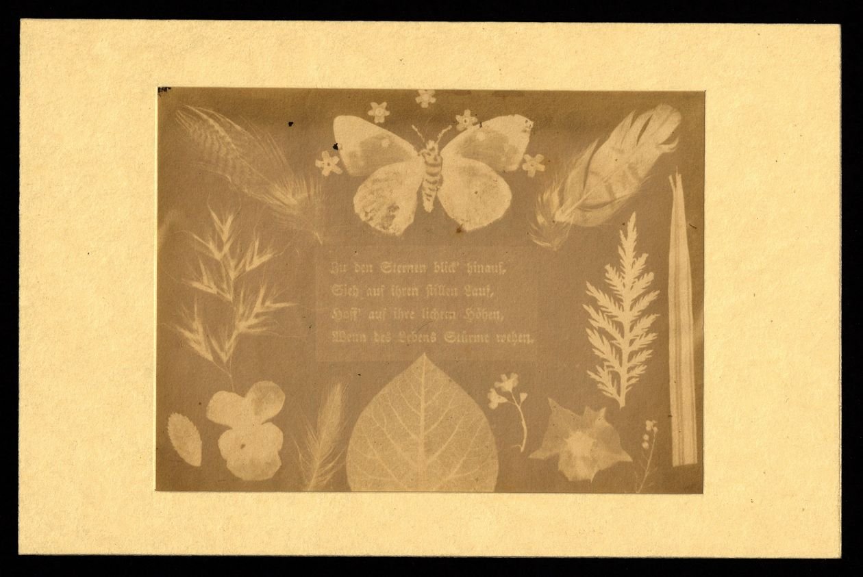 Photogenische Zeichnung auf Salzpapier von Johann Carl Enslen: Gedicht, verziert mit Blättern, Blüten und Schmetterling. Dresden, um 1839-1840. 