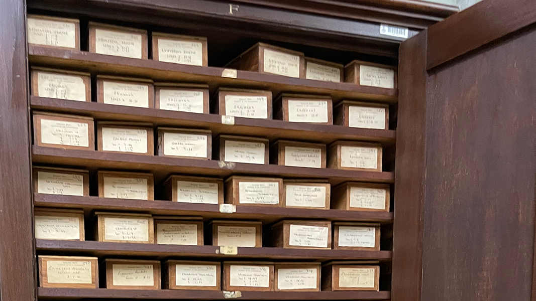 Ein geöffneter Schrank aus dunklem Holz mit Reihen voller etikettierter Schachteln mit der Van der Horst Embryological Slide Collection der Zoologischen Sammlung im Life Sciences Museums Wit