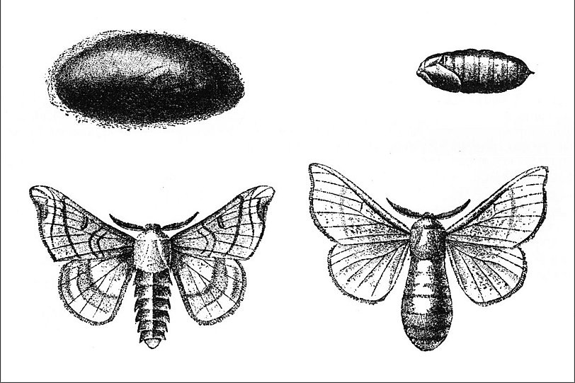 Metamorphosen des Seidenspinners Abbildung: Metamorphosen des Seidenspinners © Museum der Universität Tübingen