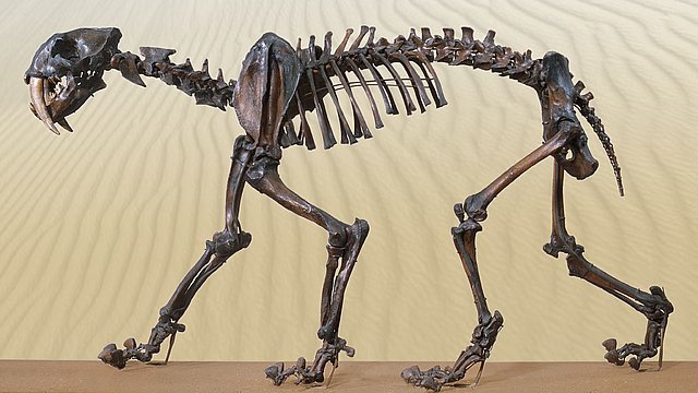 Foto: Paläontologische Sammlung © Museum der Universität Tübingen/Valentin Marquardt