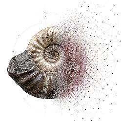 An ammonite in shades ranging from beige to dark brown, which fades into a cloud of dark red dots towards the right