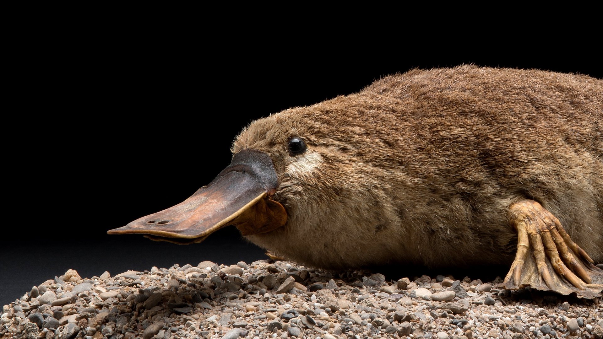 Platypus (Ornithorhynchus anatinus), mammal native to Australian waters with astonishing characteristics such as egg hatching, poison glands and electrical orientation