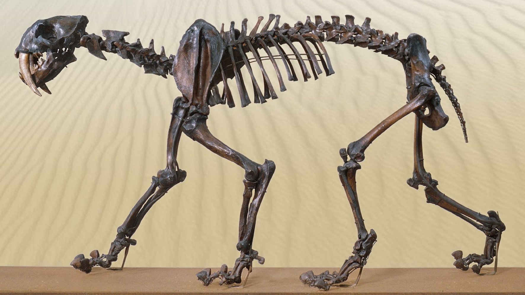 Foto: Paläontologische Sammlung © Museum der Universität Tübingen/Valentin Marquardt