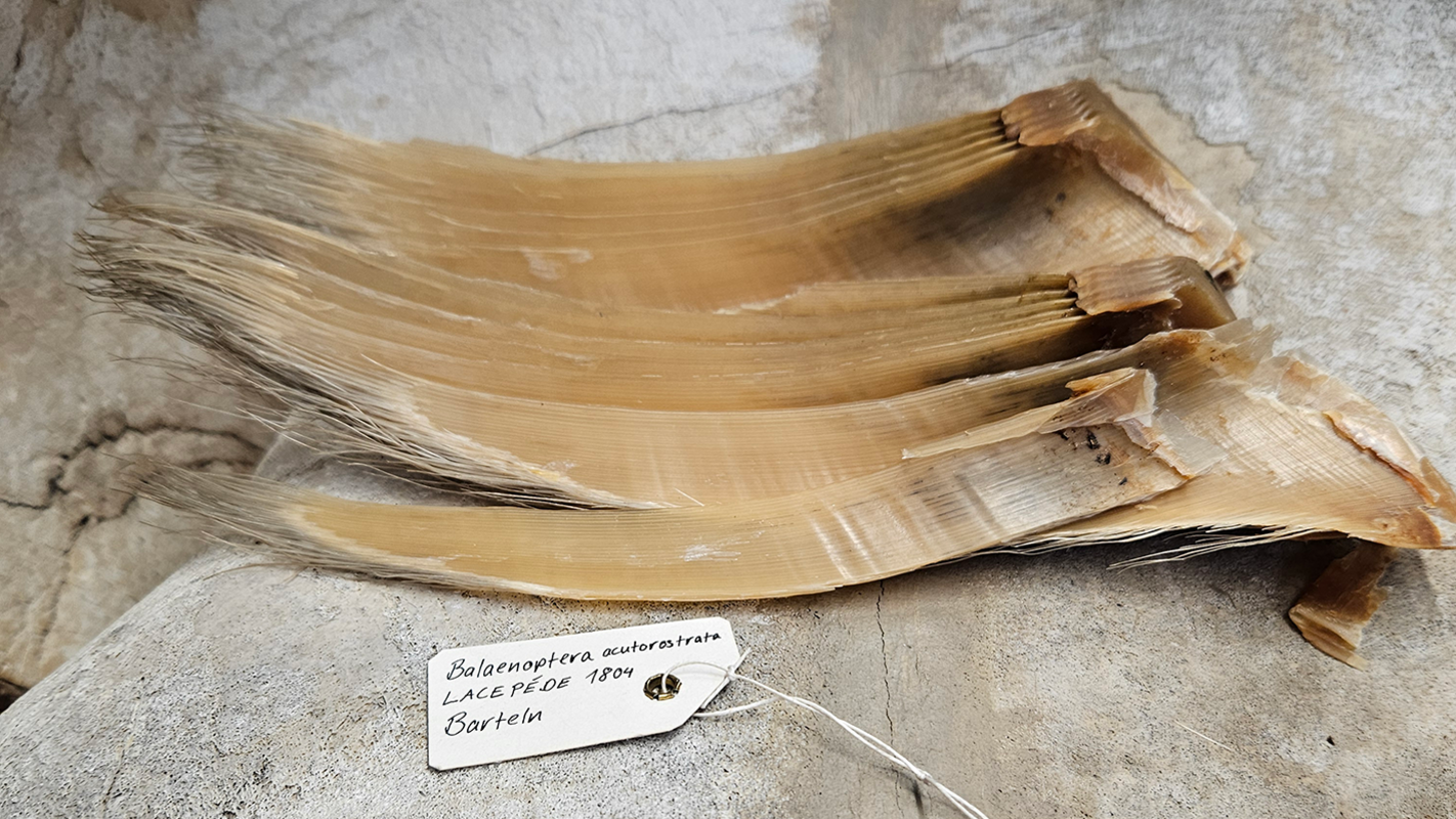 Walbarten, Zoologische Sammlung der Universität Tübingen