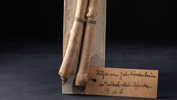 Ein Zweig des "Zahnbürstenbaums"