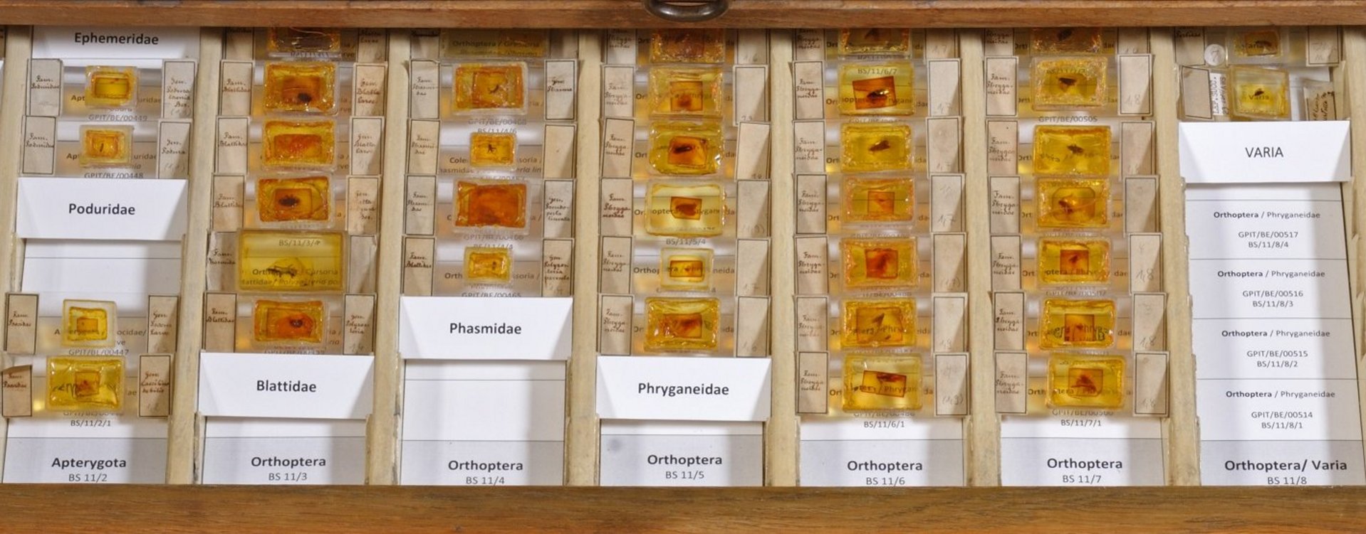 Collection d'ambre de l'université, donnation du professeur juif Walter Simon © MUT