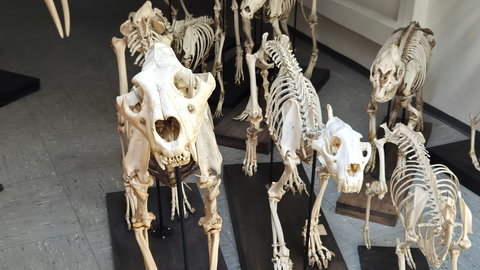 Foto: MUT | Elke Steinhauser Tierskelette aus der Zoologischen Sammlung der Universität Tübingen, die direkt in die Kamera hochzublicken scheinen