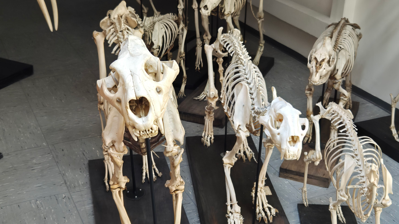 Tierskelette aus der Zoologischen Sammlung der Universität Tübingen, die direkt in die Kamera hochzublicken scheinen