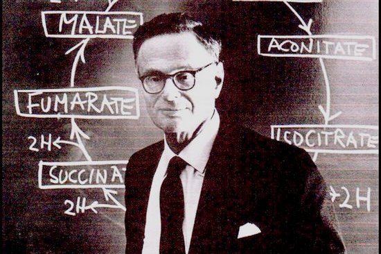 Abbildung: Hans Adolf Krebs vor seinem Schema des Citratzyklus © Museum der Universität Tübingen
