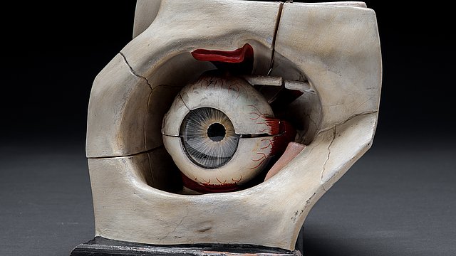 Foto: MUT | Valentin Marquardt Modell einer knöchernen Augenhöhle mit Glaskörper darin