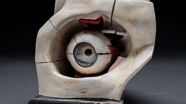 Photo: MUT | Valentin Marquardt Model of an skull's eye socket with eyeball