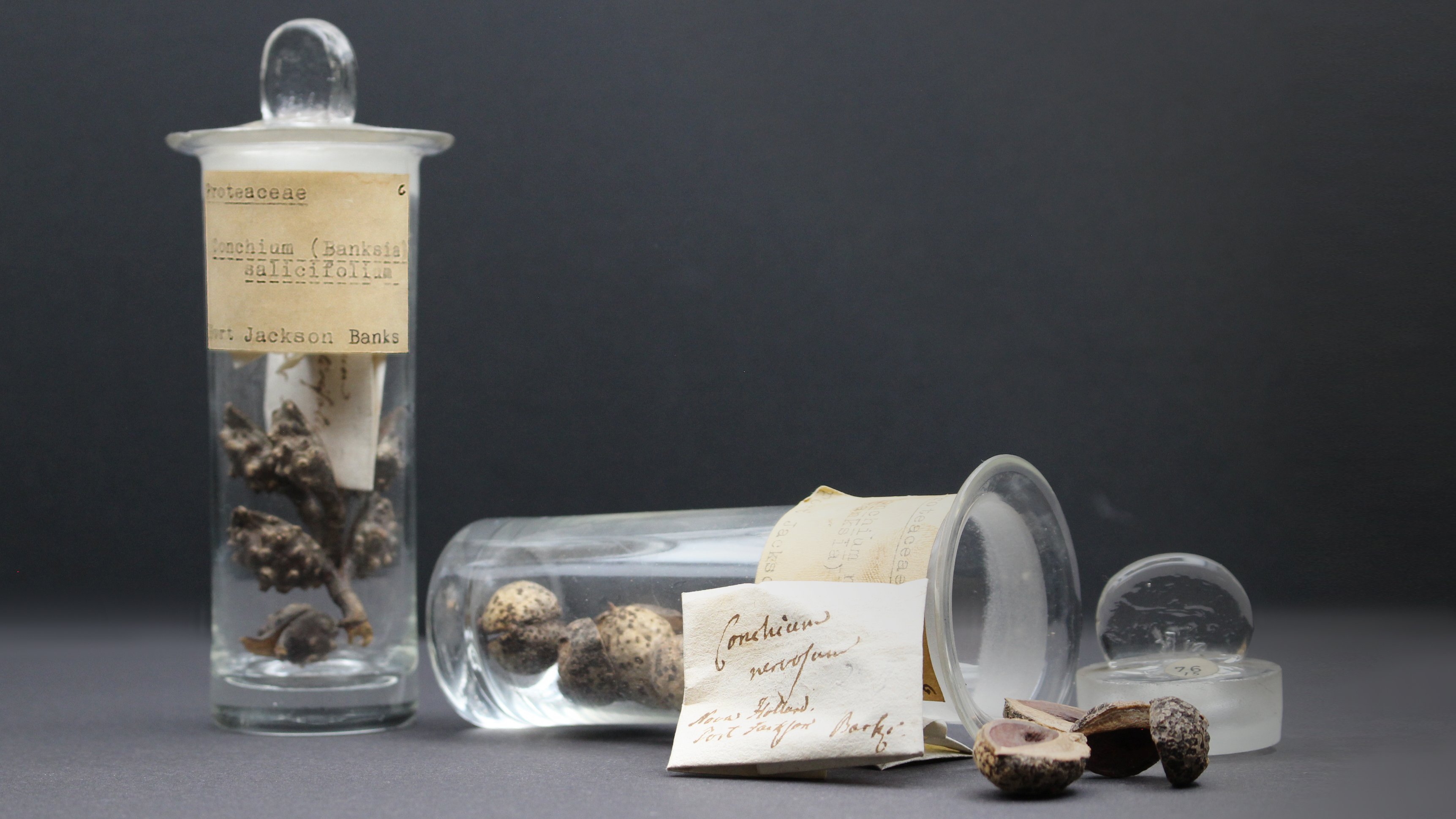 Samen aus dem Herbarium