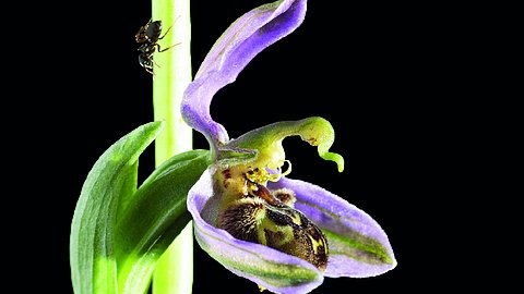 Foto: Tamara Schmidt Makrofotographie einer Orchidee