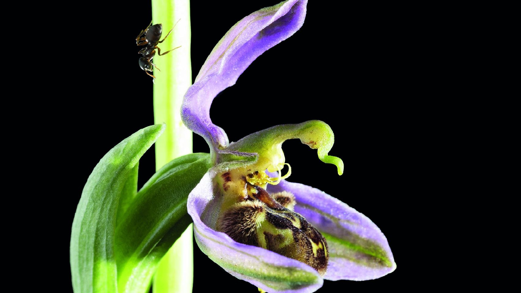 Foto: Tamara Schmidt Macrophotography of an orchid with violet petals and a small insect on the orchid's stem