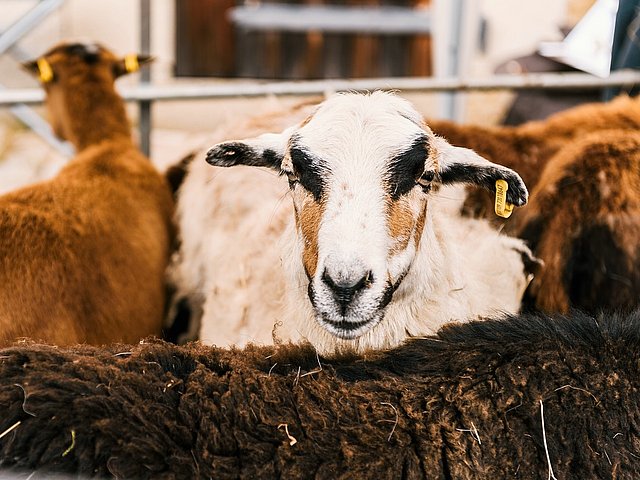 © Foto: Valentin Marquardt | MUT Tübingen Schafe