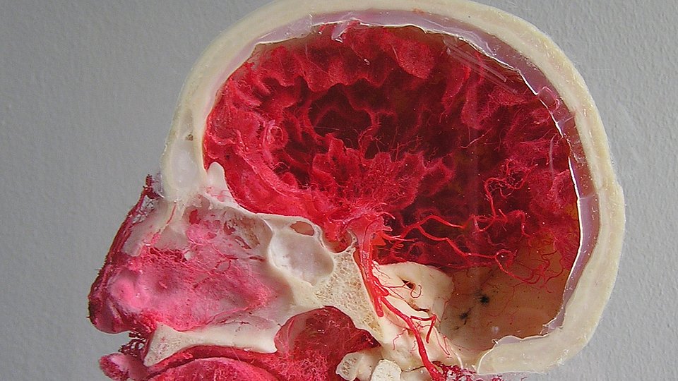 Abbildung: Anatomische Sammlung © Museum der Universität Tübingen/Valentin Marquardt