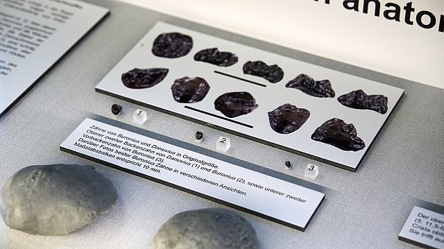 © MUT | Fabian Kurze Nahansicht der Vitrine, die den Vergleich der Zähne der beiden Individuentypen zeigt
