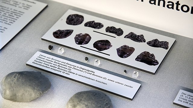 © MUT | Fabian Kurze Nahansicht der Vitrine, die den Vergleich der Zähne der beiden Individuentypen zeigt
