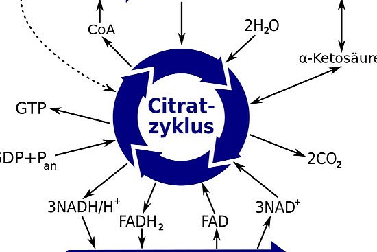 Schema des Citratzyklus Abbildung: Schema des Citratzyklus © Museum der Universität Tübingen