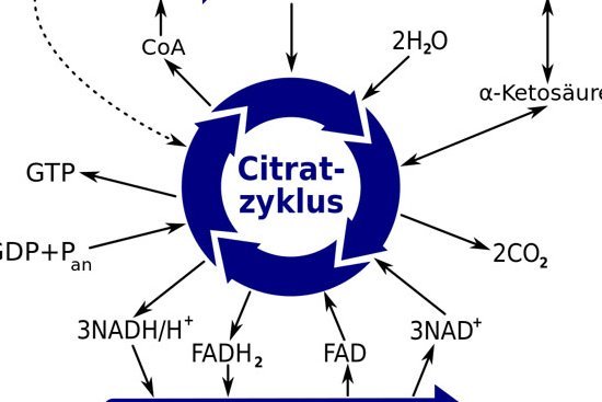 Abbildung: Schema des Citratzyklus © Museum der Universität Tübingen