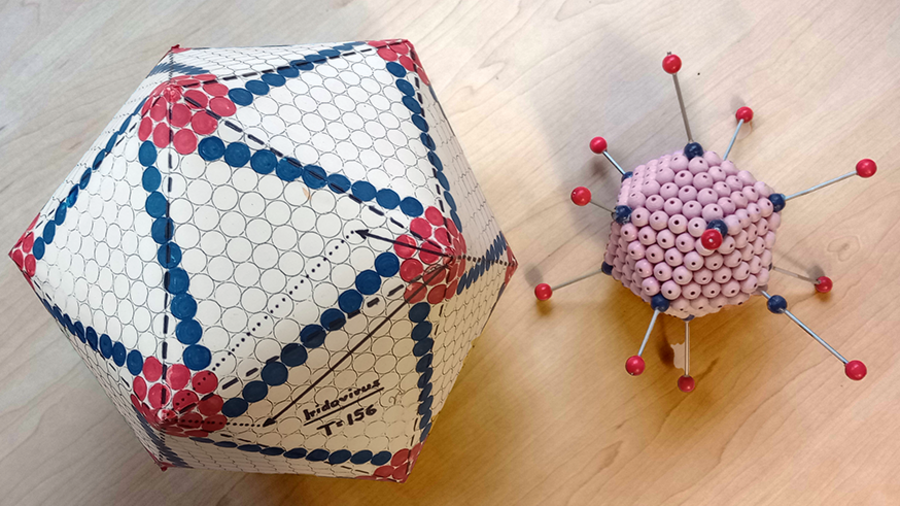Zwei farbig gefasste mathematische Modelle aus der Sammlung Sander auf einer Holzplatte