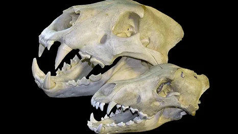 Archäozoologische Sammlung
