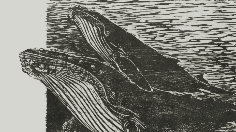 Druck eines Holzschnitts, der die vordere Hälfte zweier Wale rechts ins Bild ragend zeigt, darüber der Ausstellungstitel "Tierisch", darunter "Ausstellung in der Graphischen Sammlung am Kunsthistorischen Institut, 29. April–24. Juli 2026, Universitätsbibliothek (Bonatzbau), Wilhelmstraße 32, 72074 Tübingen, Öffnungszeiten: Di 13–16 Uhr und nach Vereinbarung (graphische.sammlung@uni-tuebingen.de)"