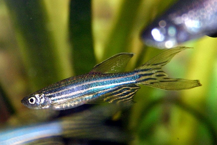 Zebrafisch Foto: Zebrafisch © Museum der Universität Tübingen