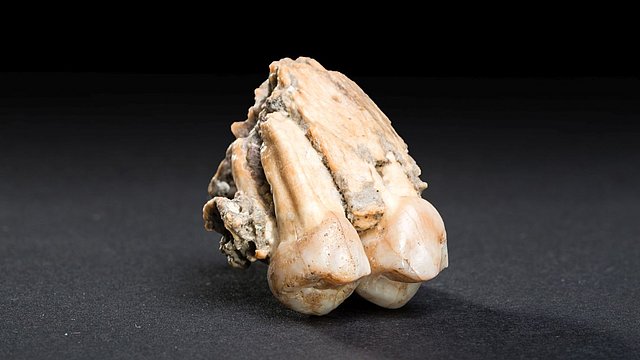 Ursprung des aufrechten Gangs: Das Oberkieferfragment (3,6 Millionen Jahre alt) ist das erste gefundene Knochenstück eines Australopithecus afarensis