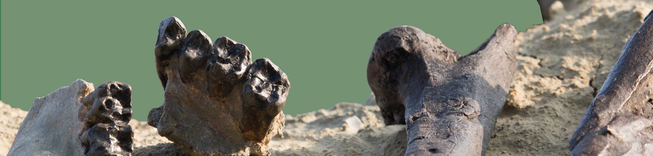 partially uncovered and prepared bones against green background