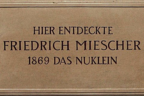 Gedenktafel für Miescher Foto: Gedenktafel für Miescher © Museum der Universität Tübingen/ Hedwig Storch, CC BY-SA