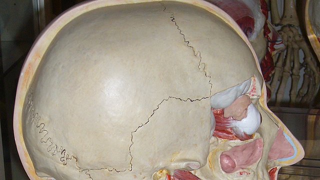 Foto: MUT Ausschnitt eines Modells eines menschlichen Schädels mit Muskeln und Weichkörpern auf Höhe der Nase, Durchschnitt im Profil