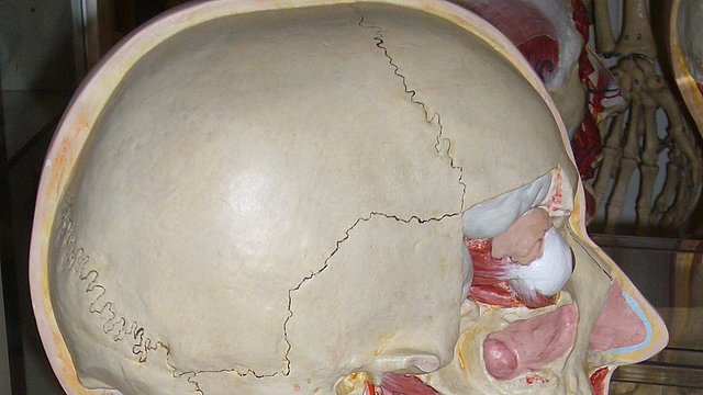 Photo: MUT Detail of a model skull with muscle and other tissue, sectioned in profile view