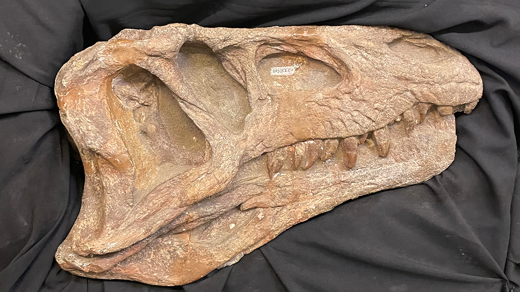 Nach rechts gewandter Schädel eines urzeitlichen Carnivoren auf schwarzem Stoff aus der Paläontologischen Sammlung am Evolutionary Studies Institute ESI Wits