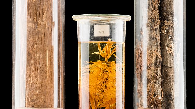 Herbrarium Tubingense Abbildung: Herbrarium Tubingense © Museum der Universität Tübingen/Valentin Marquardt