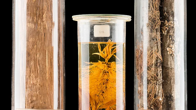 Herbarium Tubingense