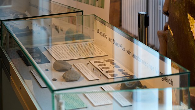 © MUT | Fabian Kurze Nahansicht der Vitrine, die den Vergleich der beiden Individuentypen zeigt