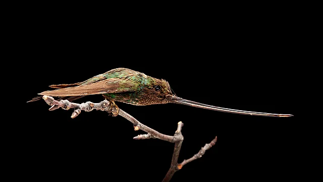 Zoologische Sammlung