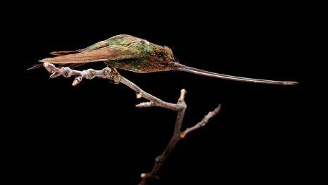 Zoologische Sammlung