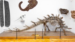 Skelett eines Kentrosaurus aus Tansania