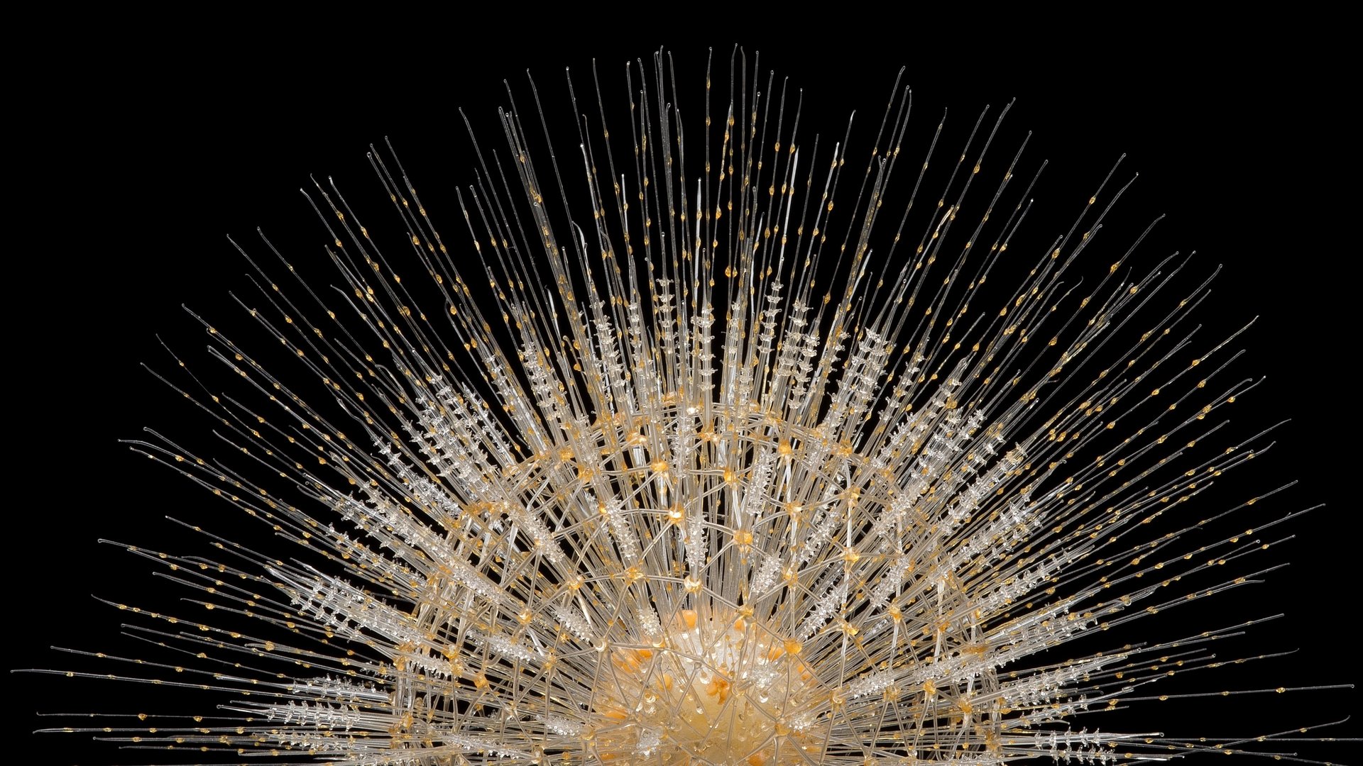 Radiolaria (Aulosphaera elegantissima). Glass model of the radial pebble skeleton of a marine protozoon. Produced by the glassblowers Rudolf and Leopold Blashka, 1885
