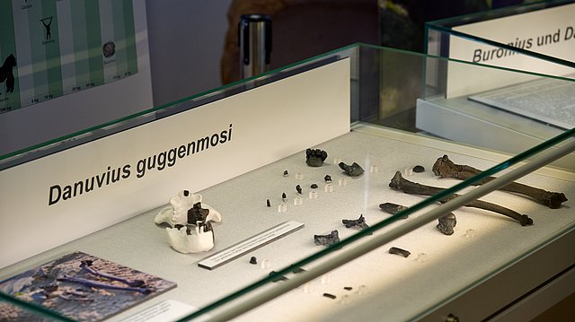 © MUT | Fabian Kurze Vitrinenansicht mit Skelettmaterial des Danuvius guggenmosi