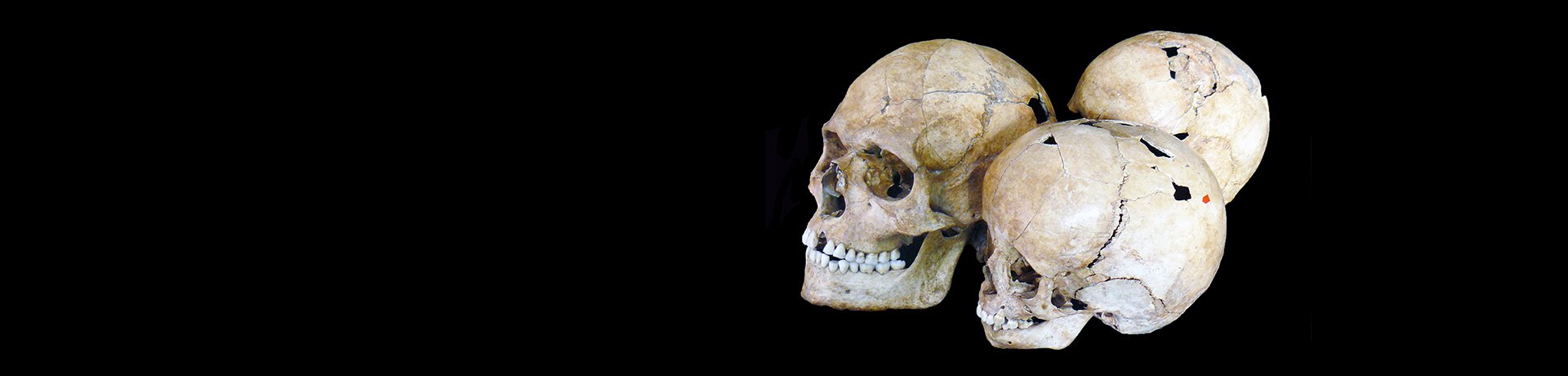 Osteologische Sammlung Abbildung: Osteologische Sammlung © Museum der Universität Tübingen/Valentin Marquardt