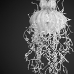 Physophora Magnifica