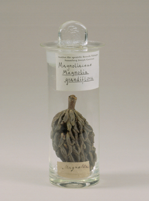 Magnolia-Fruht im Glas