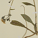 Herbarexemplare