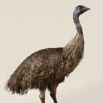 Emu mit Küken