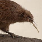 Streifenkiwi (Apteryx Mantelli)