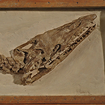 Mosasaurier Platecarpus Coryphaeus (Cope, 1872)